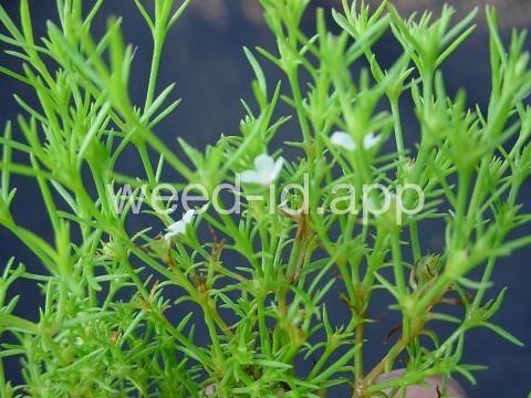 juniper-leaf